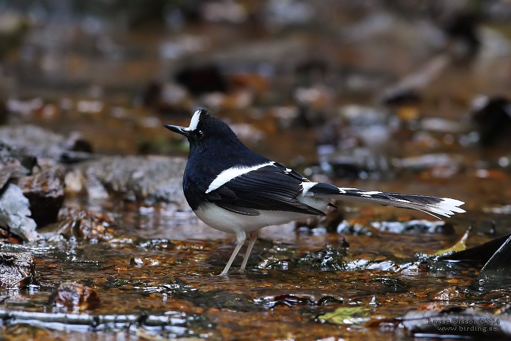 White-crowned Forktail - Lasse Olsson