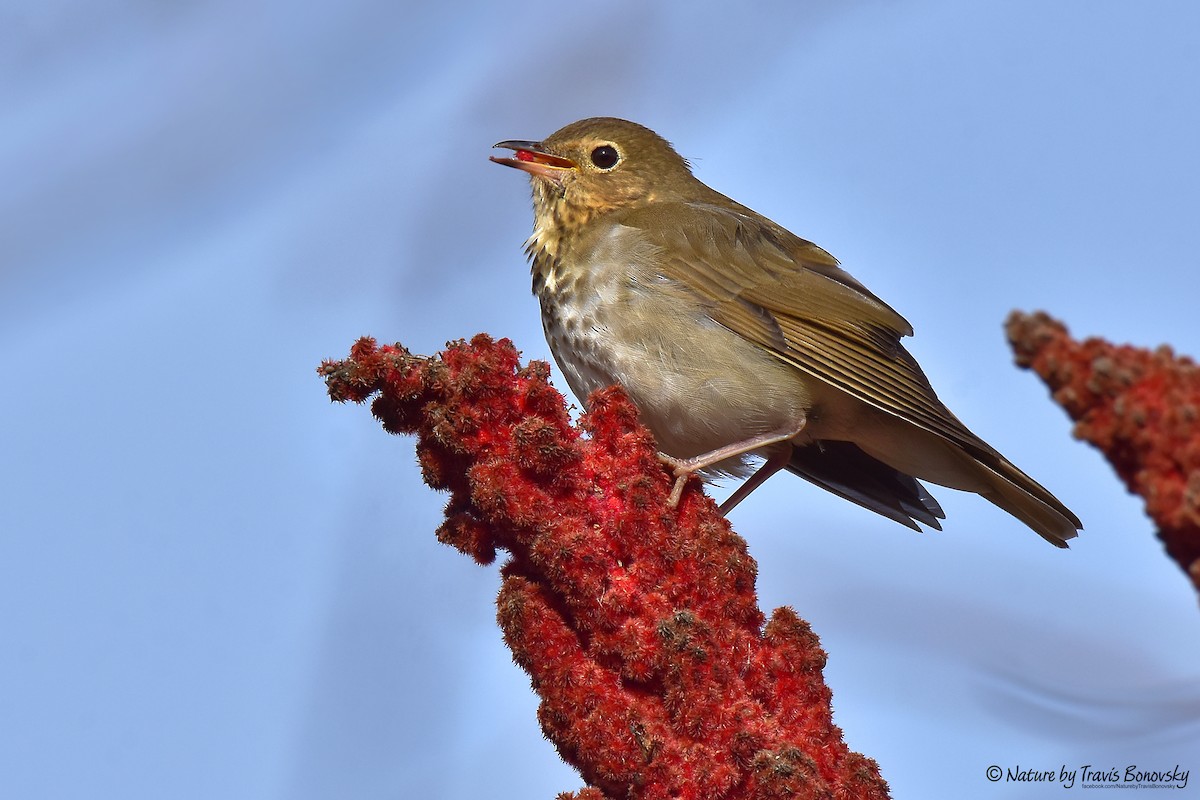 Swainson's Thrush - ML124155041