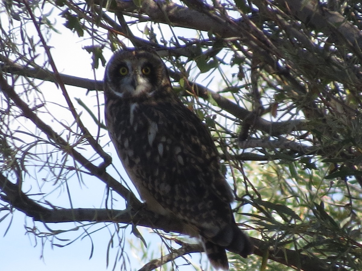 Short-eared Owl - ML124156171