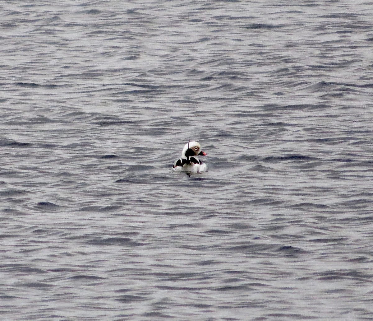 Long-tailed Duck - ML124156301