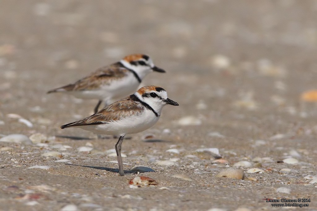 Malaysian Plover - Lasse Olsson