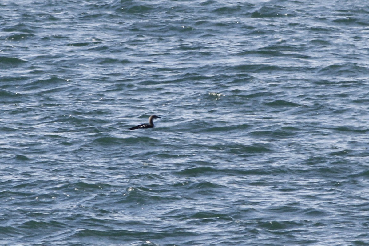 Pacific Loon - ML124157361