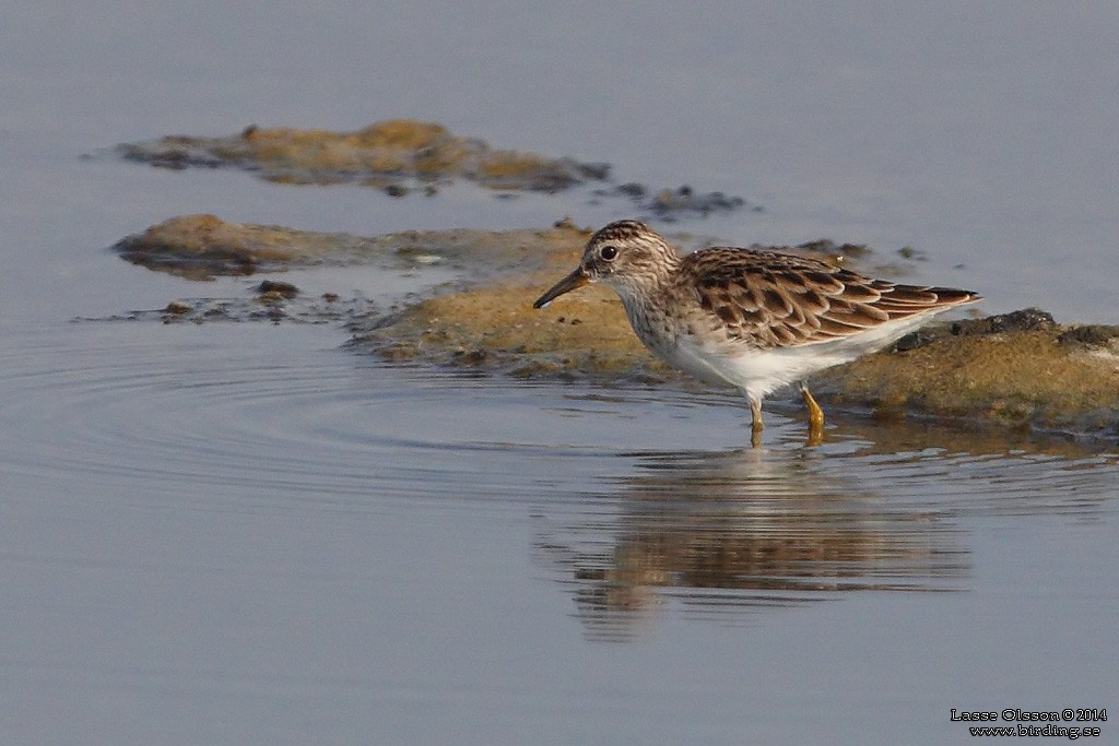 Long-toed Stint - ML124157441