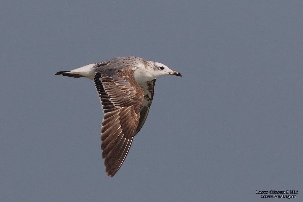 Pallas's Gull - ML124157531