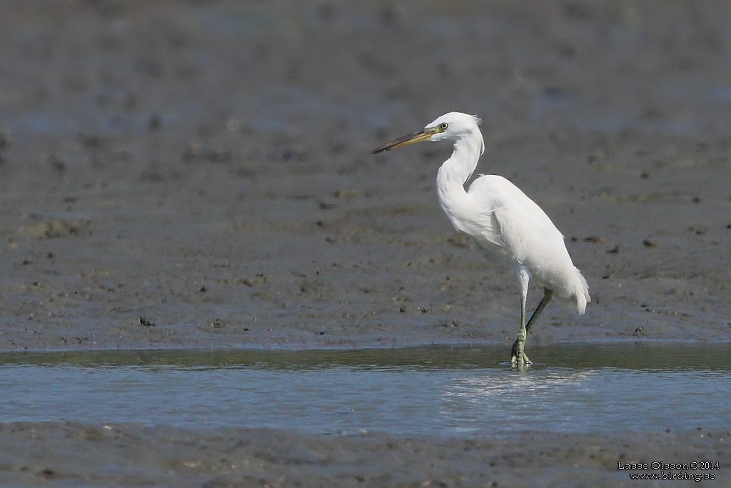 Aigrette de Chine - ML124158201