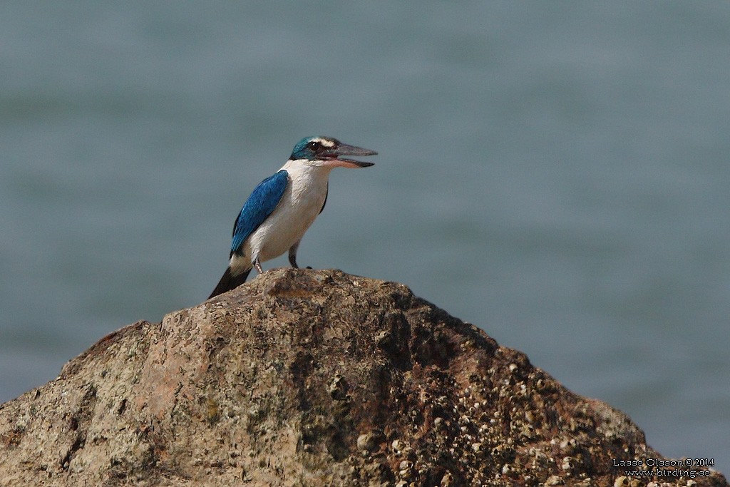 Collared Kingfisher - Lasse Olsson