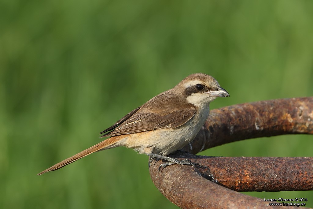 Brown Shrike - ML124158481