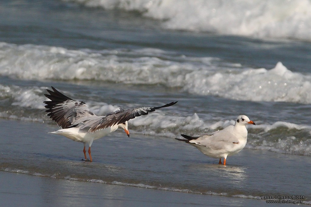 Brown-headed Gull - ML124158571