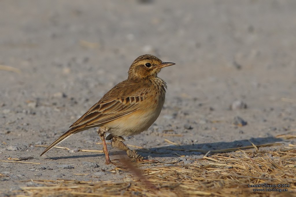 Paddyfield Pipit - ML124158871