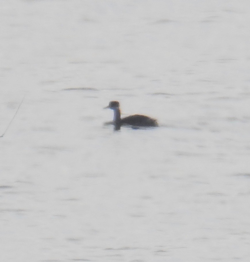 Red-necked Grebe - ML124159531