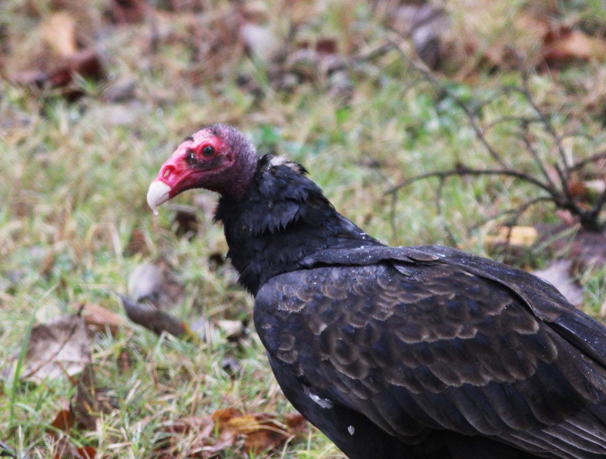 Turkey Vulture - ML124160021