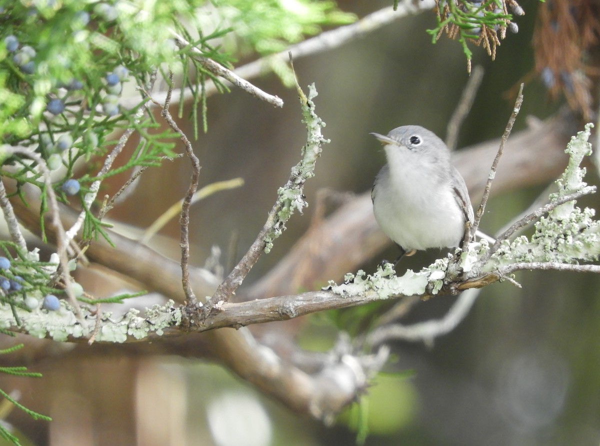 Blue-gray Gnatcatcher - Shane Carroll