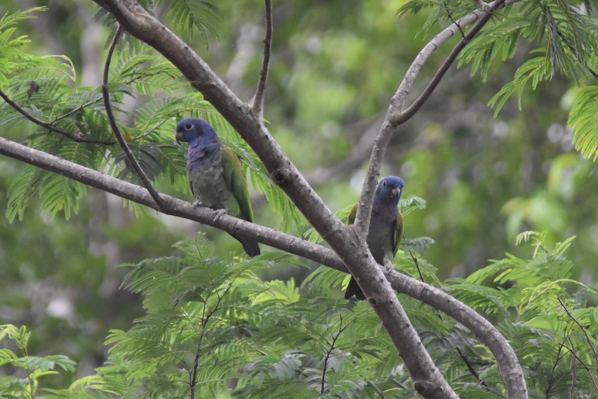 Blue-headed Parrot - ML124164771