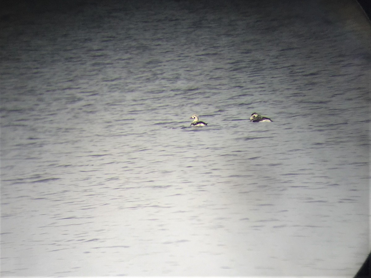 Long-tailed Duck - ML124165261