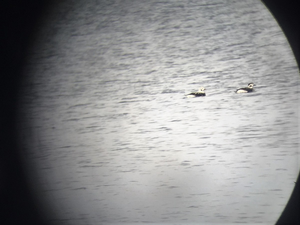 Long-tailed Duck - ML124165541