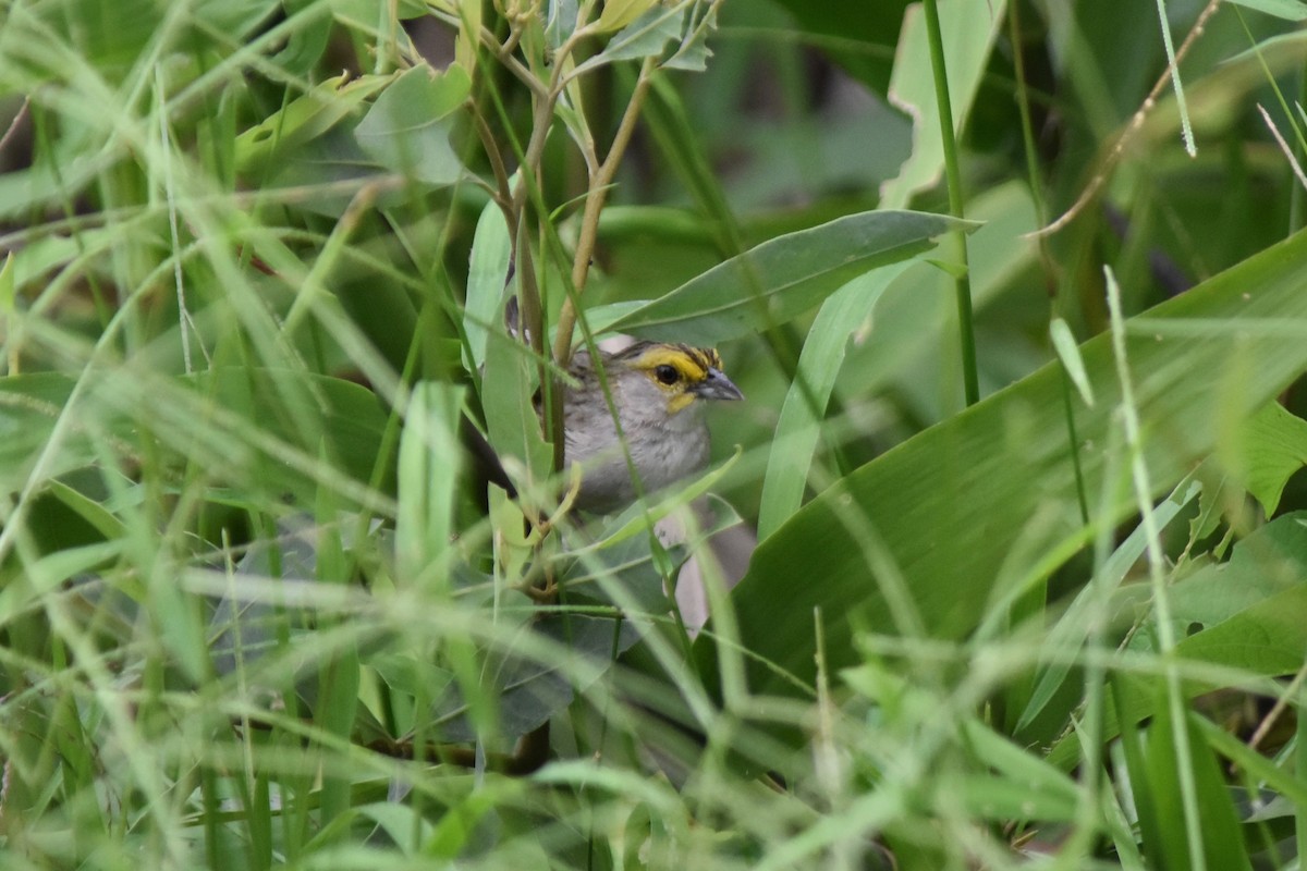 Yellow-browed Sparrow - ML124165731