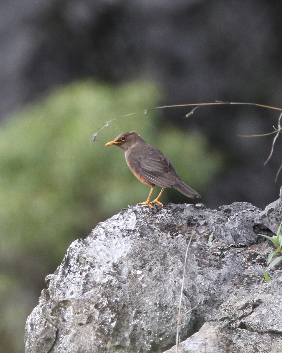 Wallacean Island-Thrush - Colin Trainor