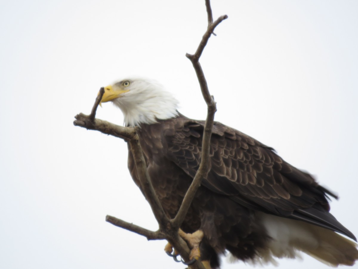 Bald Eagle - ML124168301