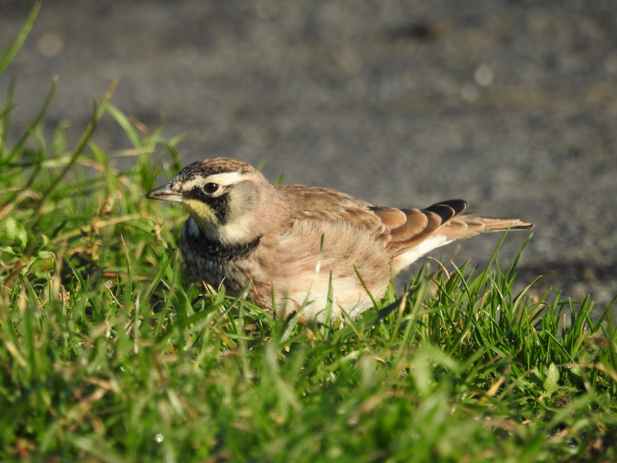 Horned Lark - Neill Vanhinsberg