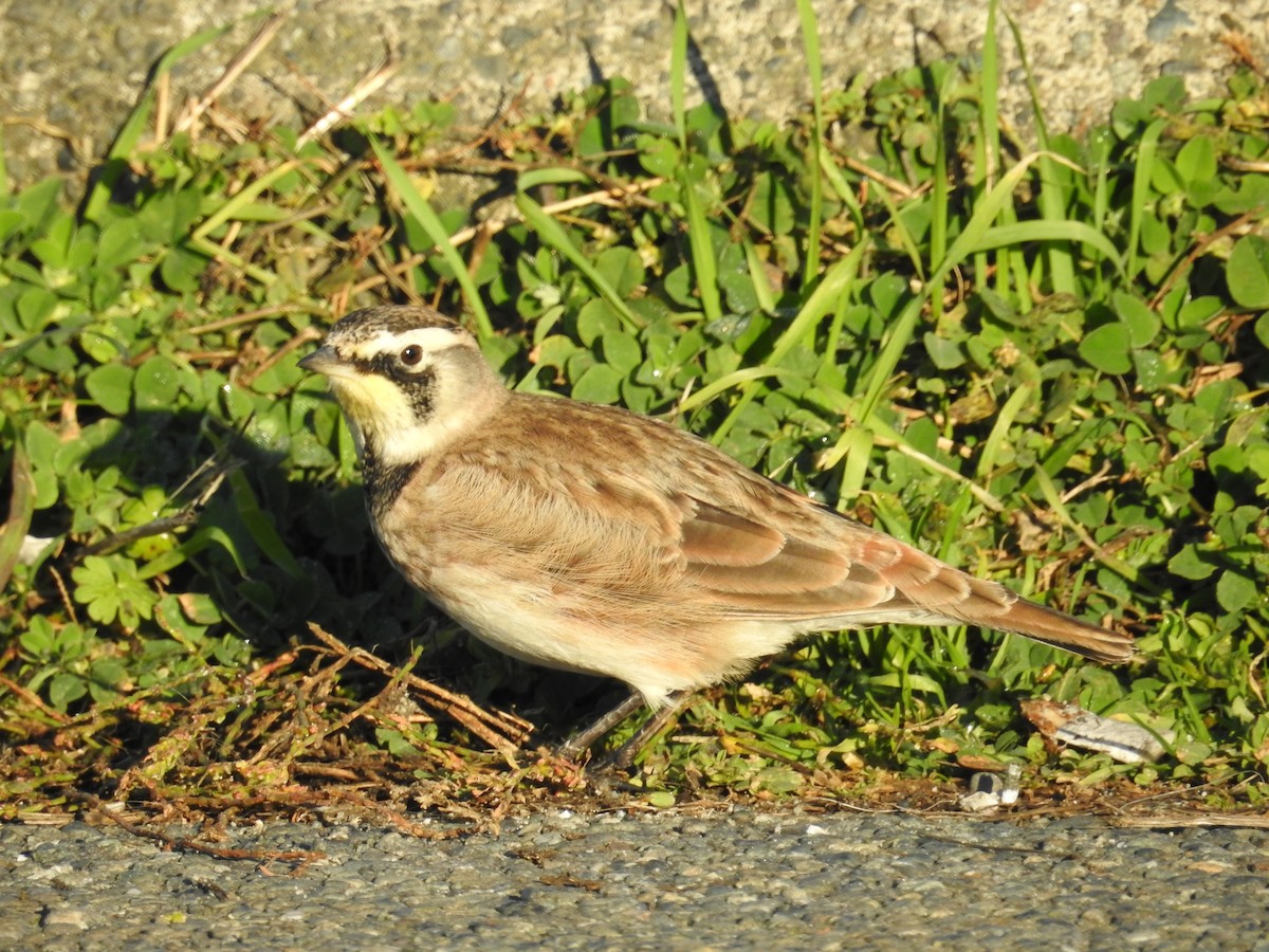 Horned Lark - Neill Vanhinsberg