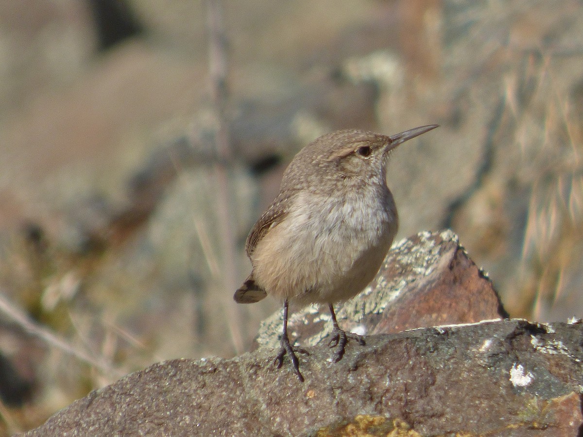 Rock Wren - ML124168971