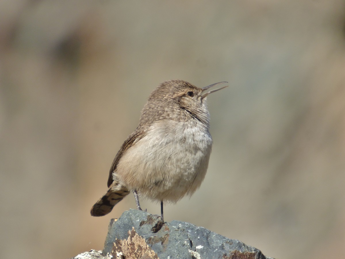 Rock Wren - ML124169011