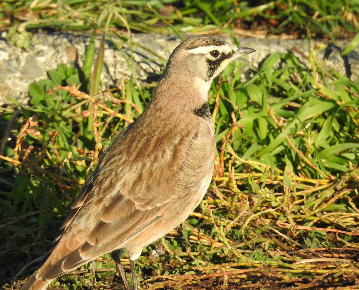 Horned Lark - ML124169251