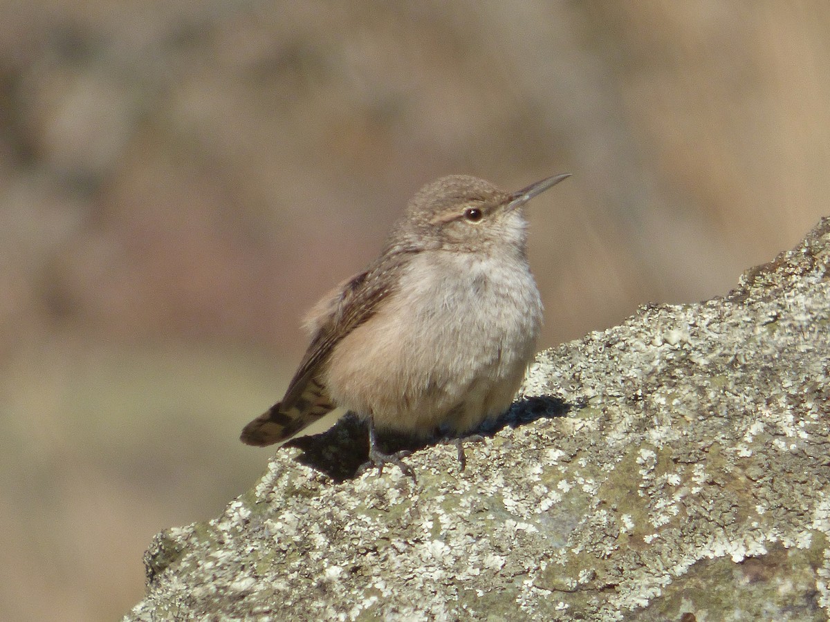 Rock Wren - ML124169261