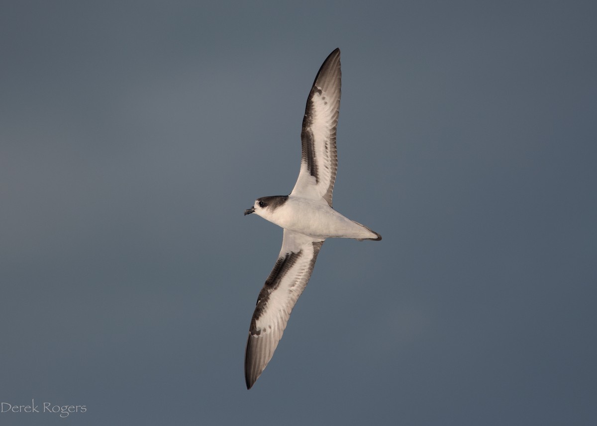 Bermuda Petrel - ML124173691