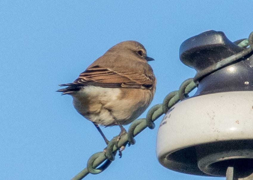 Northern Wheatear - ML124174151