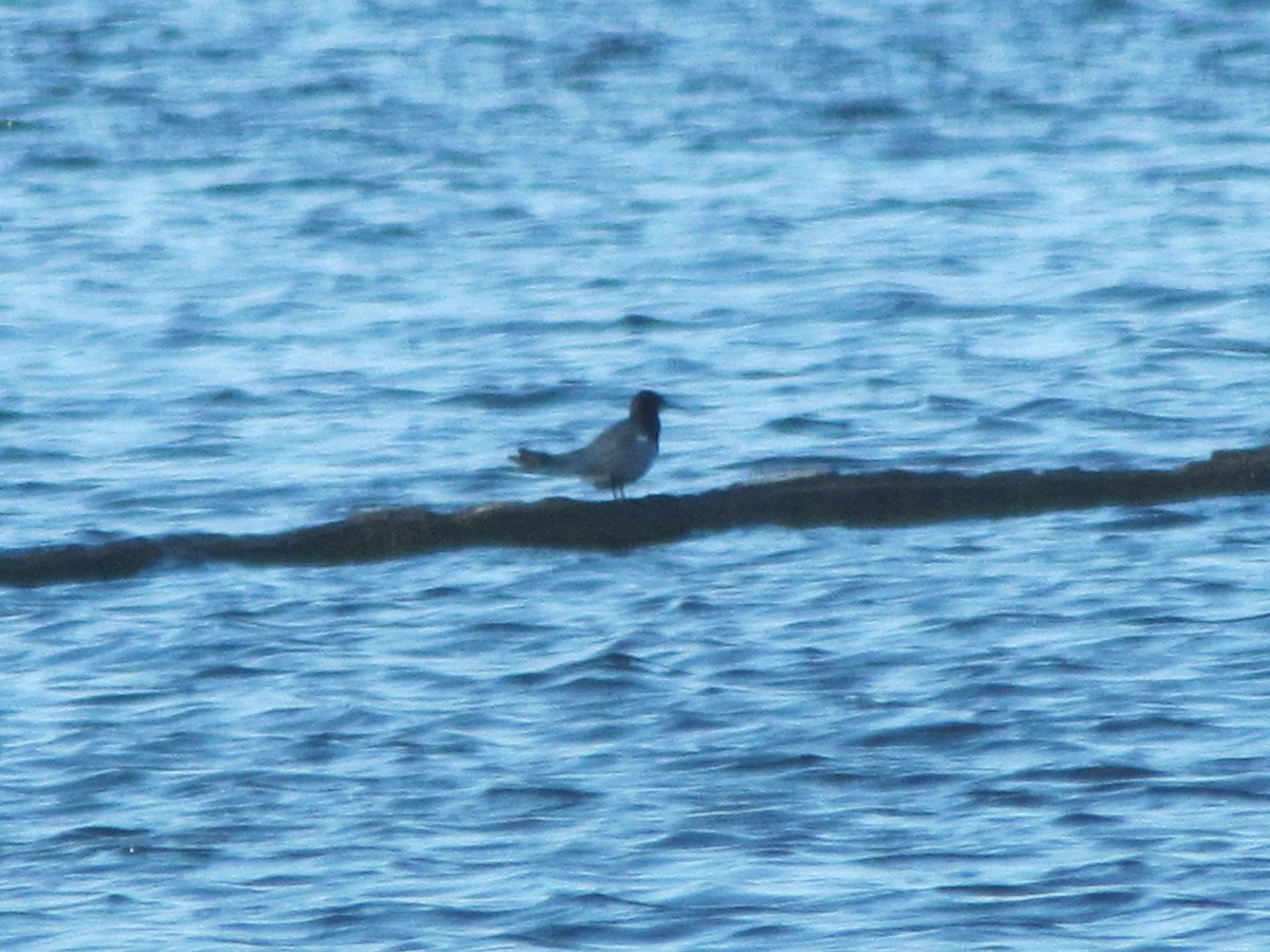 Black Tern - ML124175401