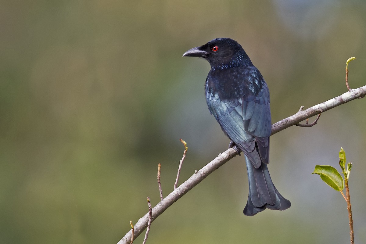 Glanzfleckdrongo - ML124175411