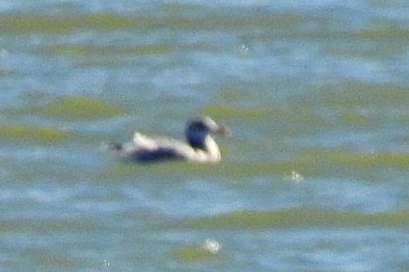 Gaviota Argéntea - ML124176011