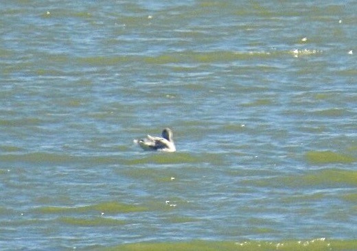 Gaviota Argéntea - ML124176021