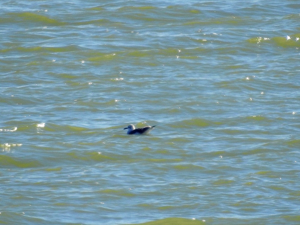 Gaviota Guanaguanare - ML124176121