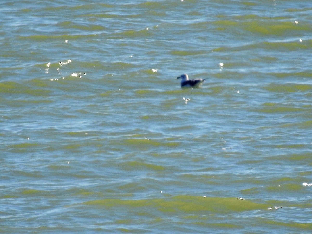 Gaviota Guanaguanare - ML124176131