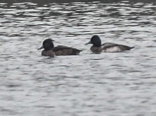 Tufted Duck - josh Ketry