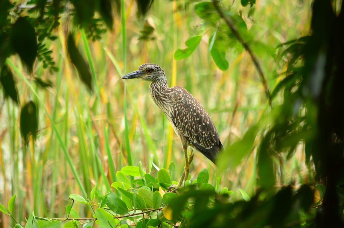 Yellow-crowned Night Heron - ML124176691