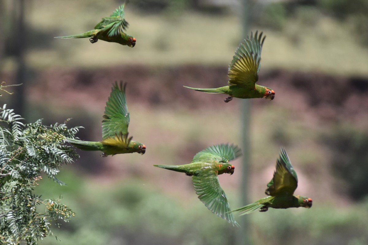 Mitred Parakeet - John Patten Moss