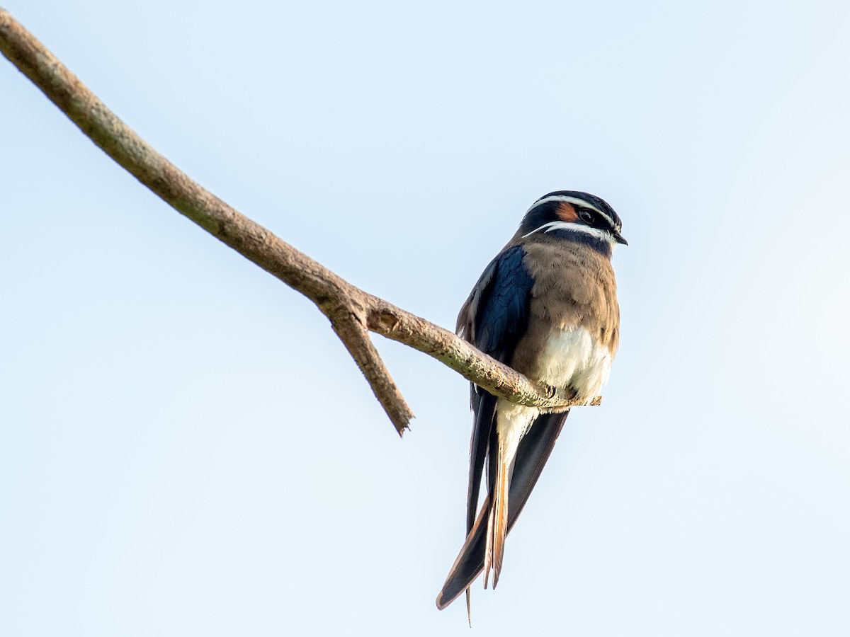 Whiskered Treeswift - ML124177451