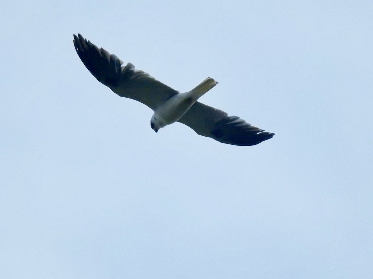 White-tailed Kite - ML124178081