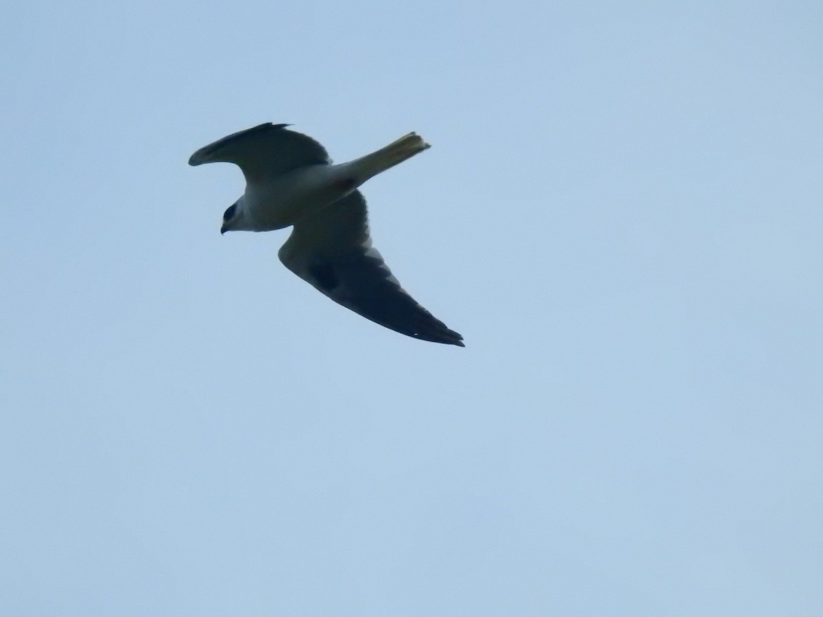 White-tailed Kite - ML124178091