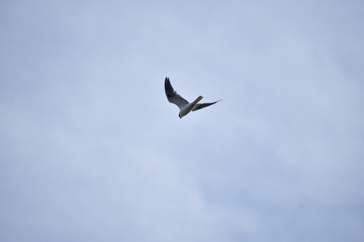 White-tailed Kite - ML124178101