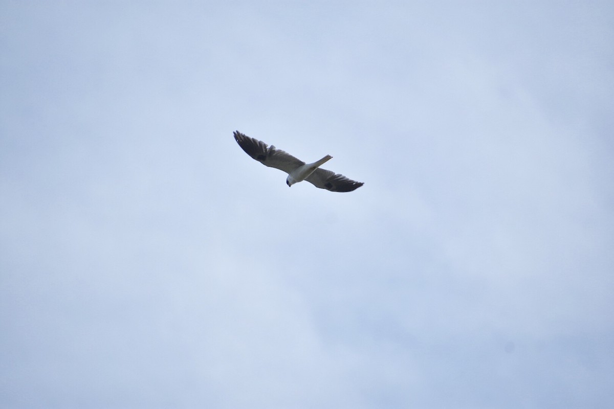 White-tailed Kite - ML124178131