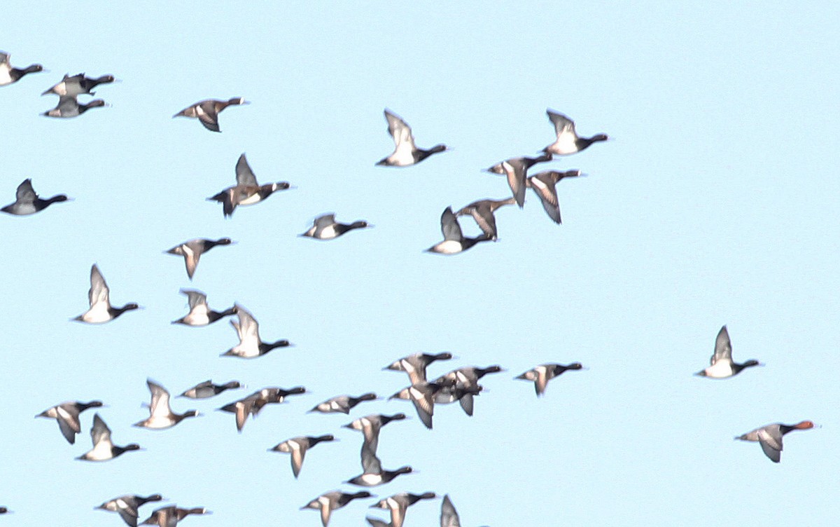 Greater Scaup - ML124178161