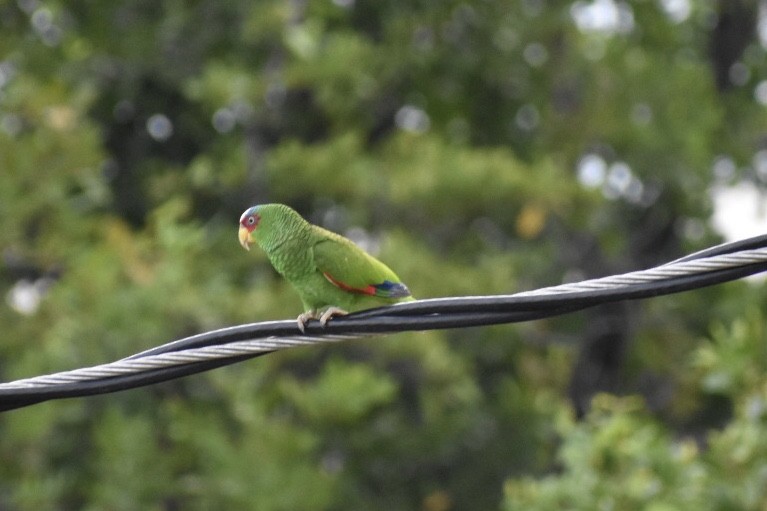 White-fronted Parrot - ML124178551