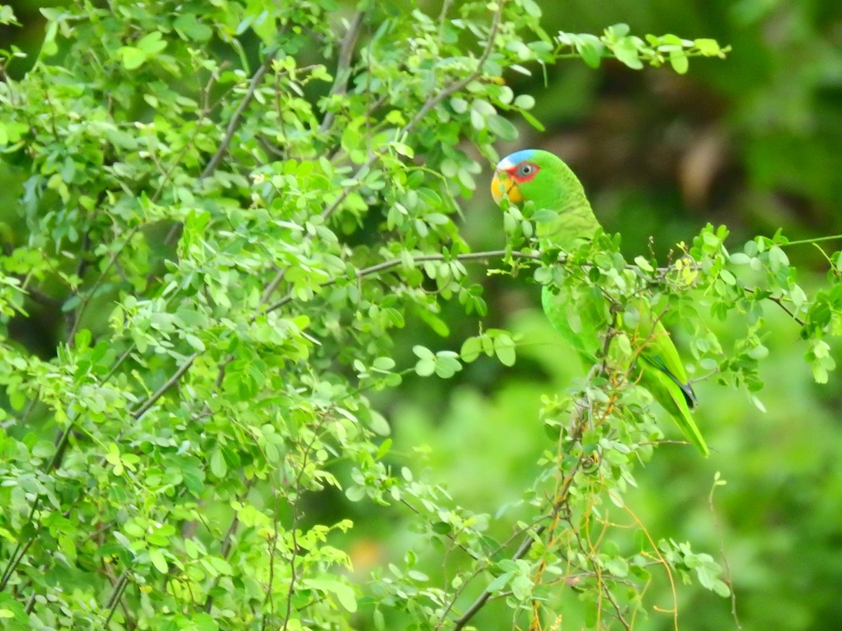 White-fronted Parrot - ML124178581