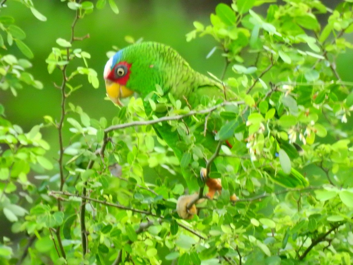 White-fronted Parrot - ML124178621