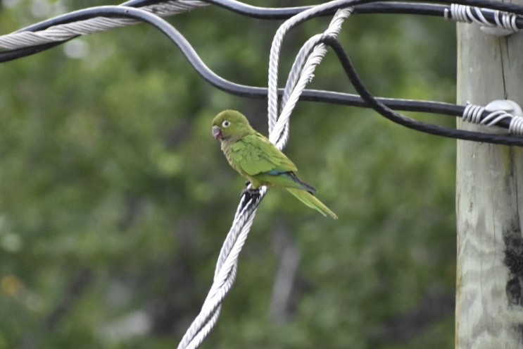 Aratinga Jamaicana (astec/vicinalis) - ML124178791