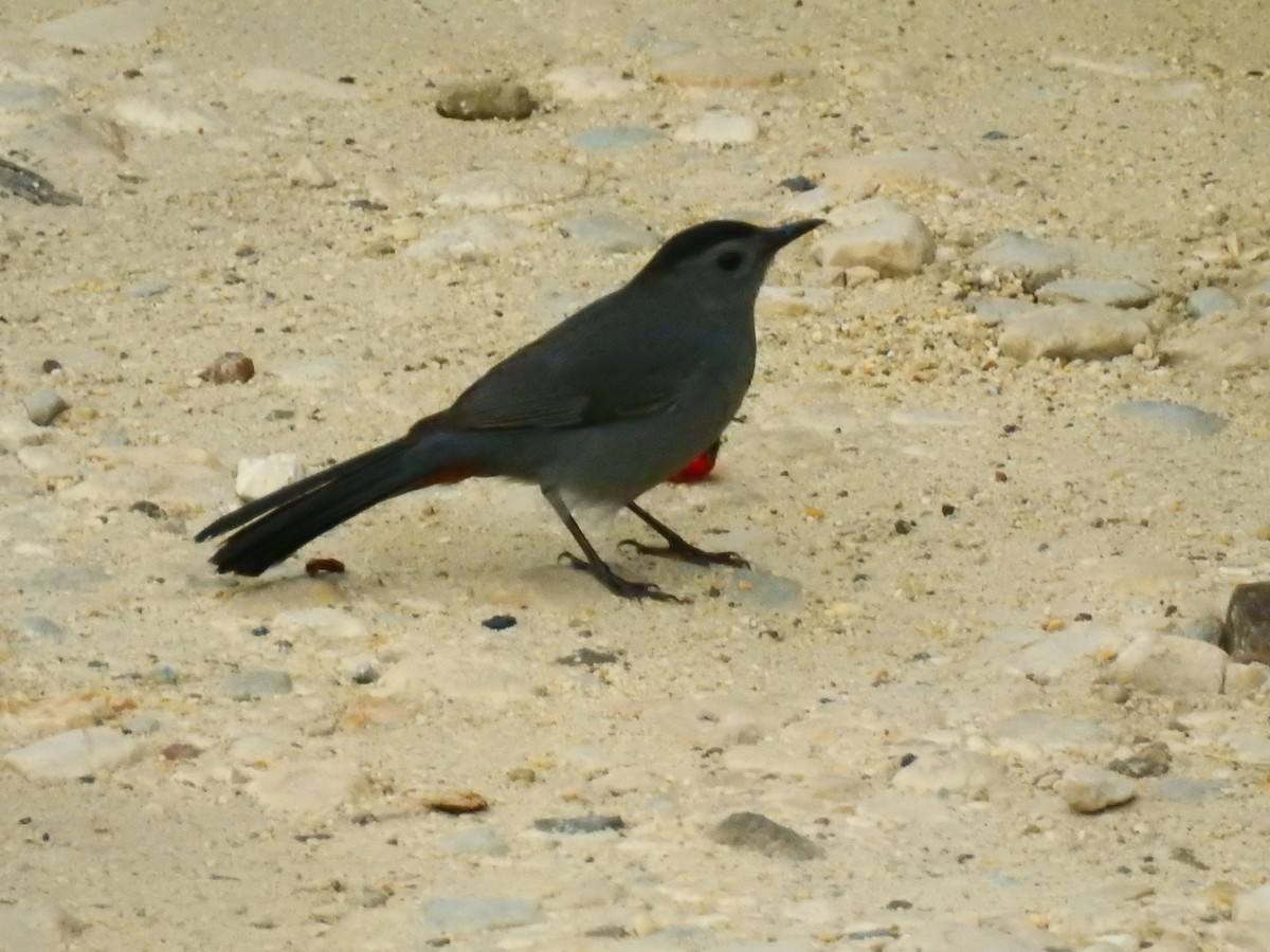 ימימן אמריקני - ML124179251